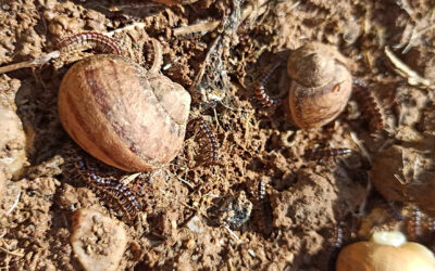 Il Risveglio di Agrilu