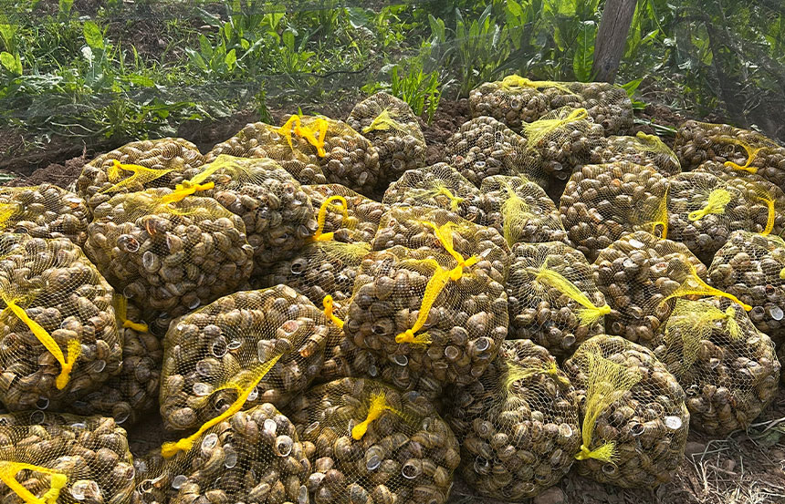 Mentre la primavera sfuma nell'estate e i campi di Agrilu si riempiono del verde brillante delle bietole e delle cicorie seminati ad aprile, riceviamo spesso una domanda dai nostri clienti: 