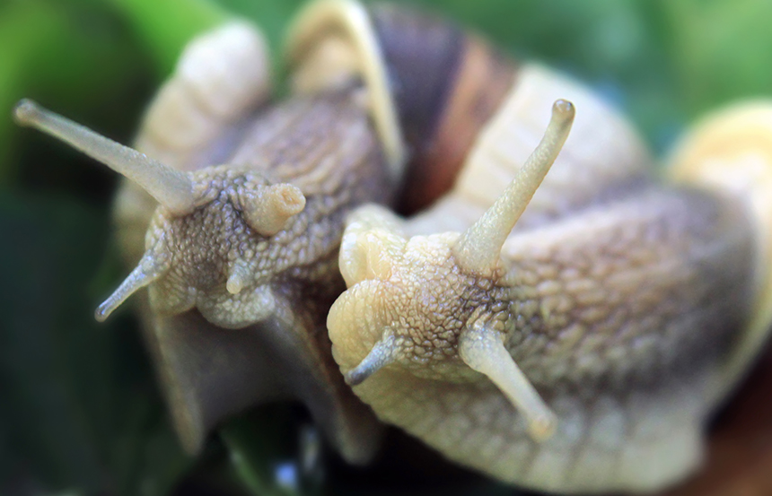 BAVA-DI-LUMACA-AGRILU